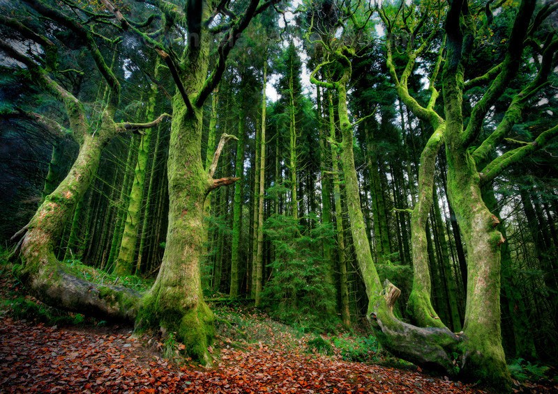 Emerald Forest , Brecon Beacons - Celtic Wales