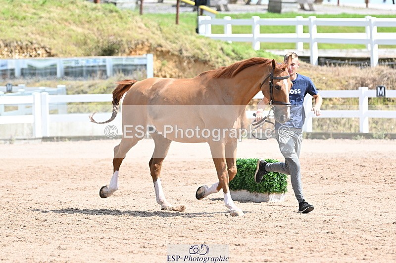 240717A-151257-02645 - Trot Up 3pm to 4pm