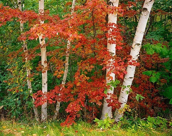 Istock #13969805 - New England Images