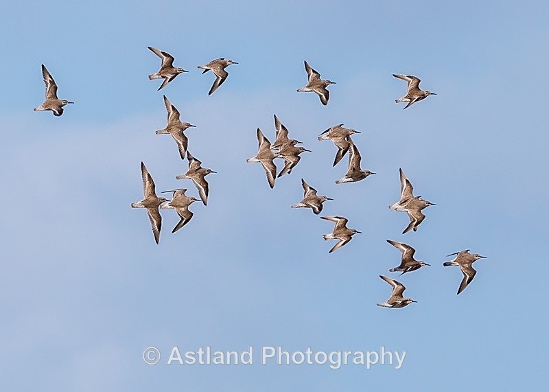 Astland Photography, Bird and Wildlife Images, Susan and Peter Wilson, U.K.
