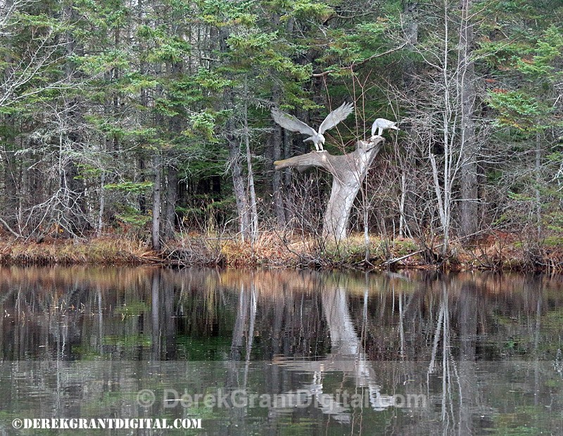 Animaland Sussex New Brunswick Canada - Animaland