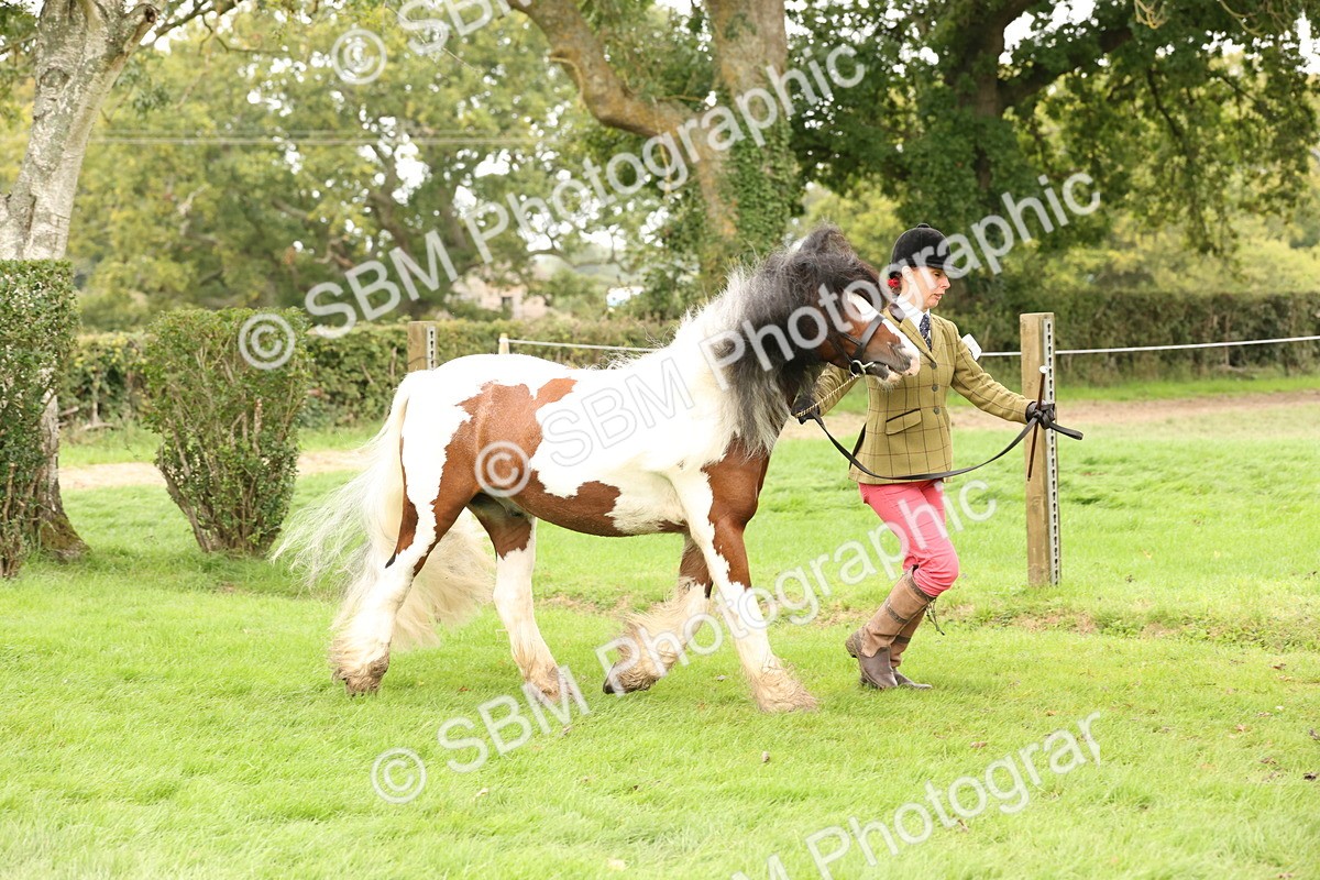SBM_60853 - In Hand Horse Supreme Championship