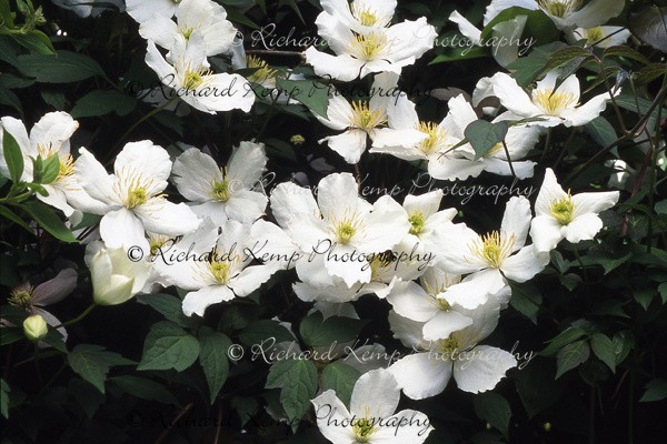 Clematis Montana Alba - 3 - Plants