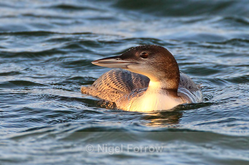 Head-on view of Great Northern Diver (juvenile) in late afternoon sun - Great Northern Diver
