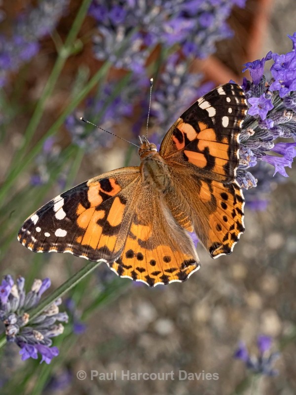 Painted lady (Vanessa cardui)  - Insects, Spiders and other Animals
