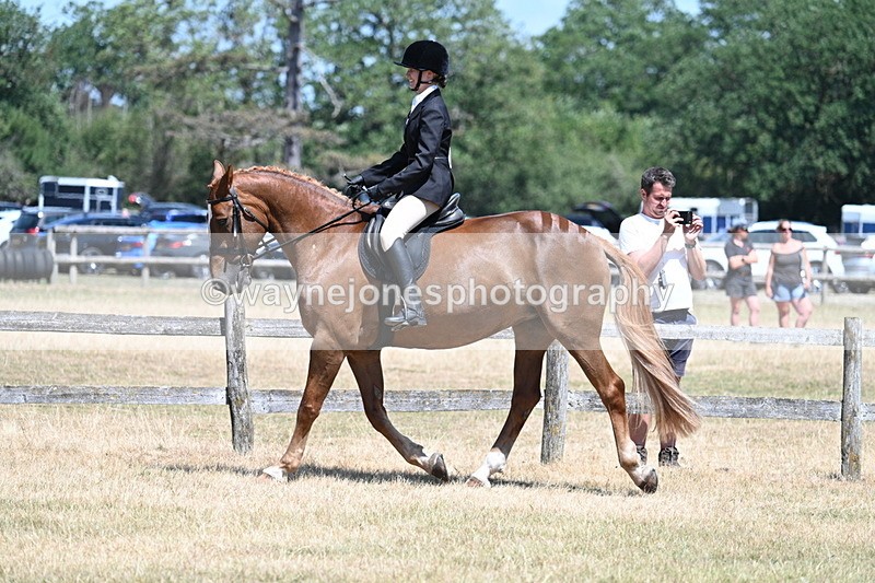 WJ7_2805 - Class 7 Riding Club Show Horse