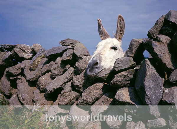 Donkey Relaxing over old Irish stone wall, Ireland - IRISH FARM ANIMALS