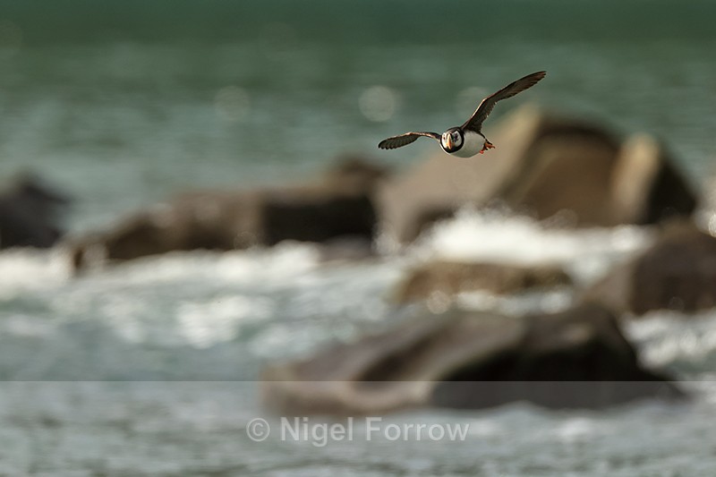 Flying Horned Puffin, sea and rocks background, Duck Island, Alaska - Horned Puffin