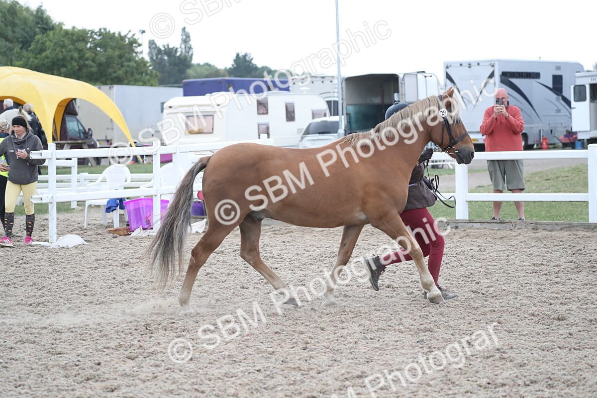 SBM_18374 - Class 318 IH Part bred Horse/Pony