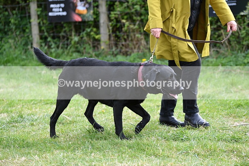 WJ5_9529 - Class 3 Most Handsome Dog