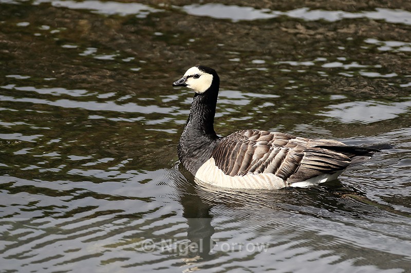 Barnacle Goose swimming, Suomenlinna, Helsinki, Finland - Barnacle Goose