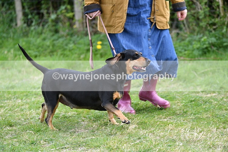 WJ5_0047 - Class 5 Best Veteran / 7 years & over