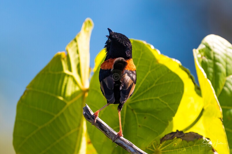 Singing 2 - Red-backed Fairy Wren