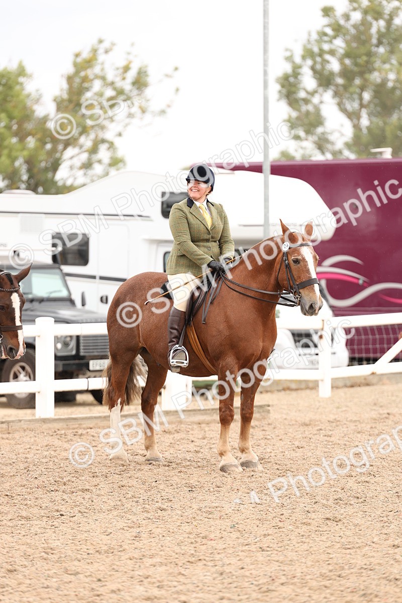 SBM_19595 - Class 215 - Ridden Show cob