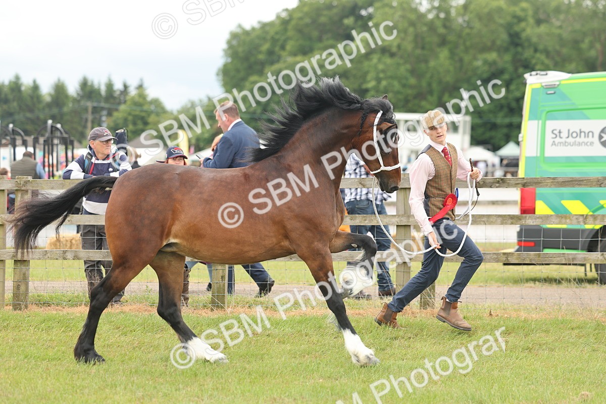 SBM_05001 - Class 50-57 - M&M Welsh Pony In Hand