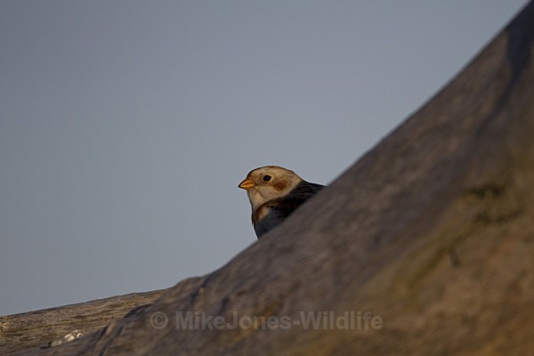SNOW BUNTINGS - SNOW BUNTINGS