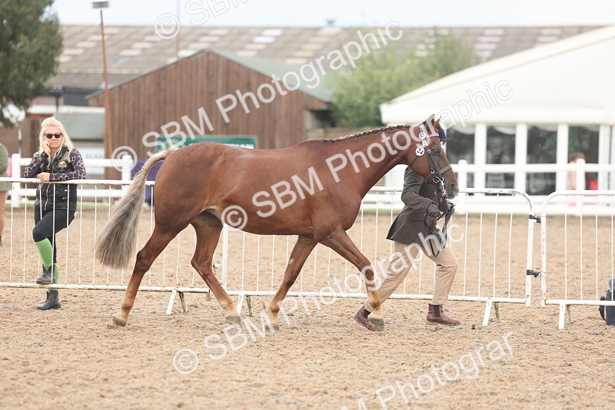 SBM_08439 - Class 29 - IH Veteran Pony