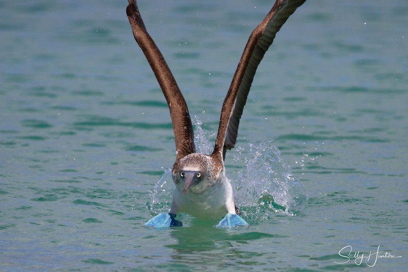 Blue-Footed Booby 8