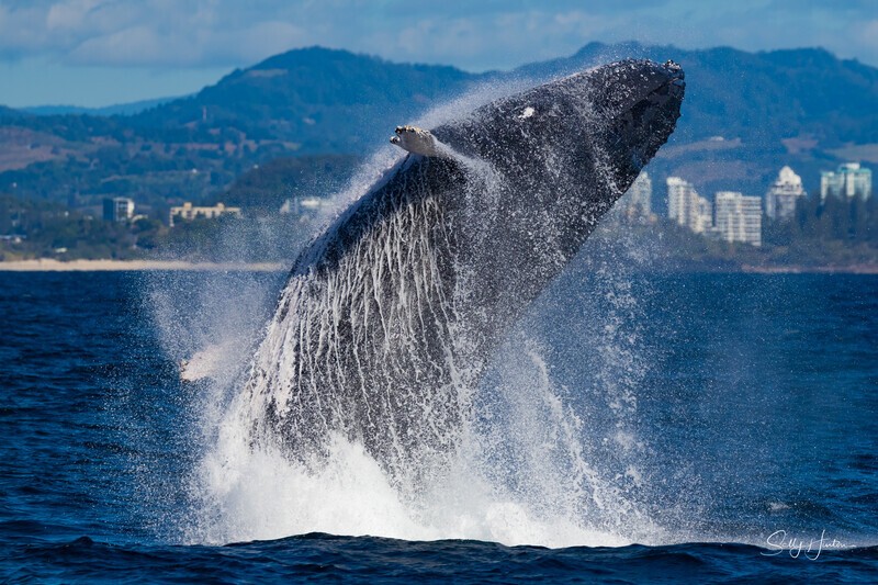 Twisting Breach 4. 0A3A6853 - Humpback Whales