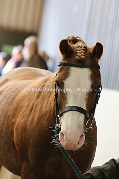 SIAL0441 - Small Arena - Saturday