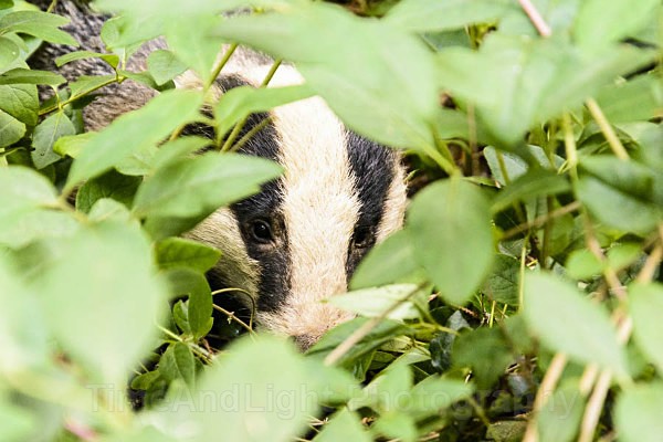 Badger - Mammals
