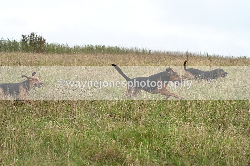 WJ7_9835 - Camera 1 & Last fence