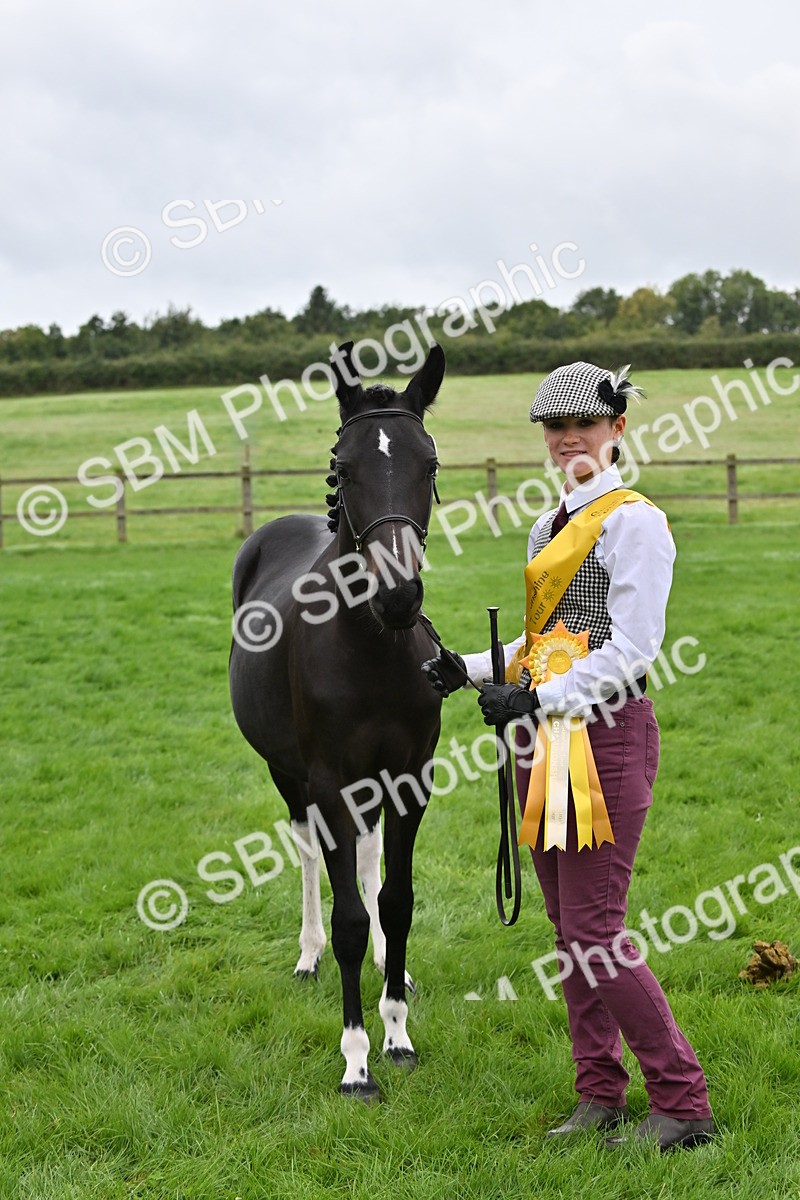 SBM_57582 - S46 - Part Bred Arab & Native Pony In Hand
