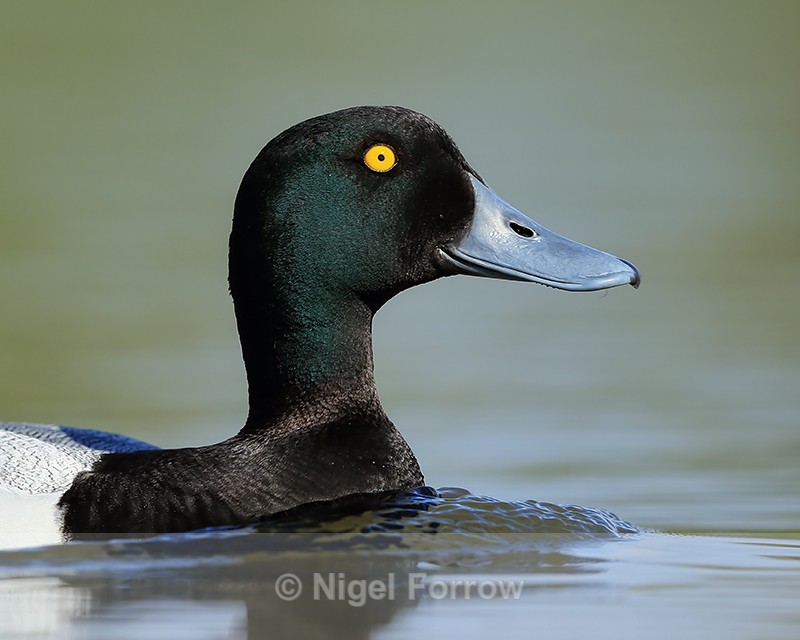 Scaup (male) close, Iceland - Scaup