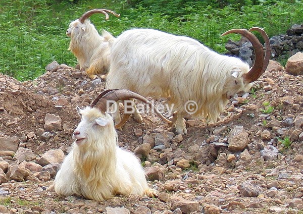 llandudno-goats- - Mixture A4