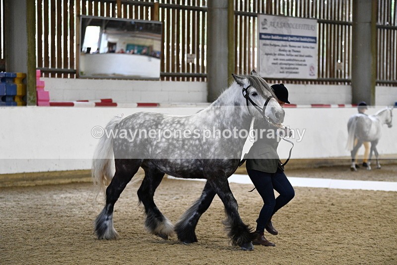 WJ5_4306 - Class 6 In hand M&M - Large Breeds