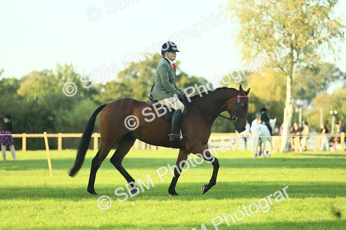 SBM_55517 - S14 - Riding Club Horse