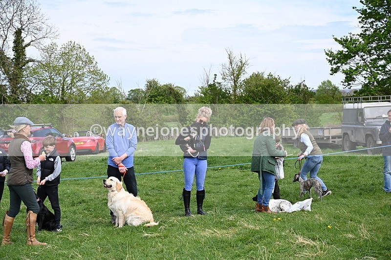 WJ6_9139 - Class 8 Best Working / Gun Dog or Bitch