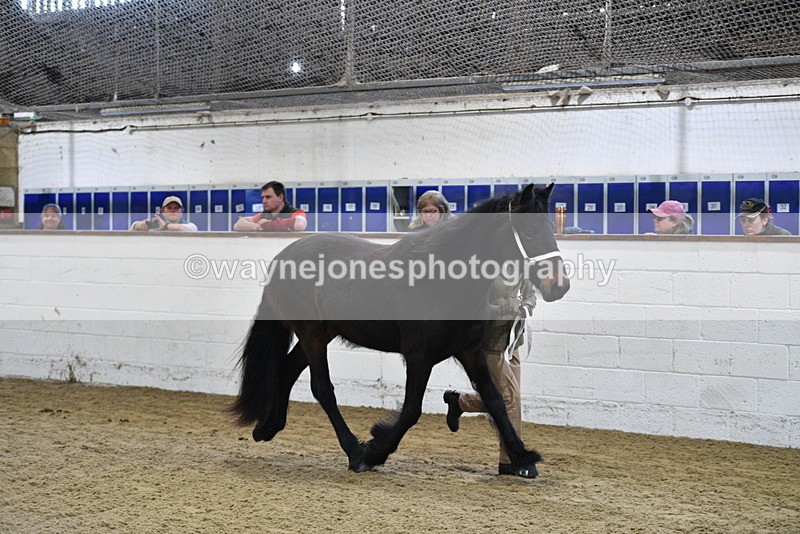 WJ5_3503 - Class 1 Youngstock