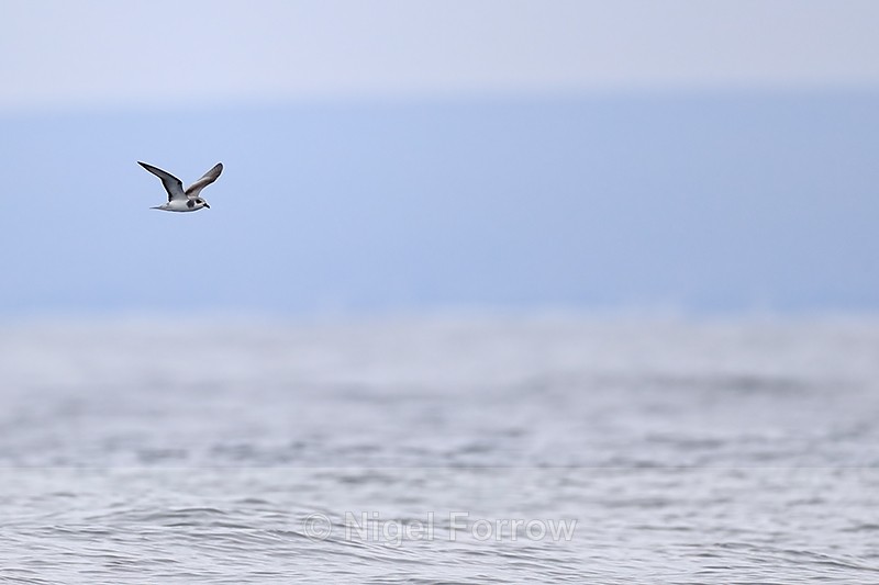 Masatierra Petrel, Pacific Ocean, Chile - Masatierra (De Filippi's) Petrel
