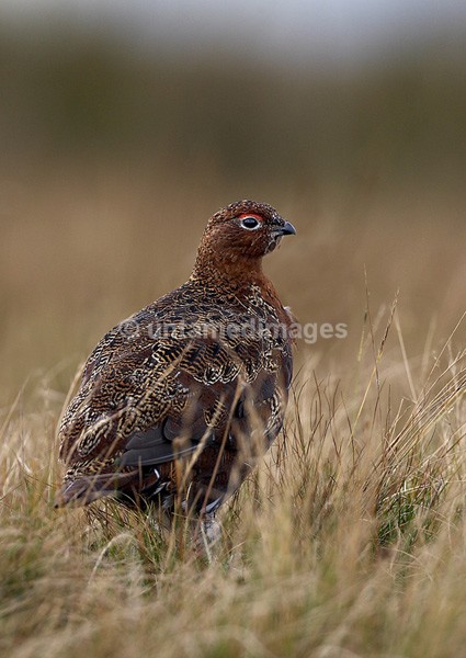 Red grouse 2 - United Kingdom