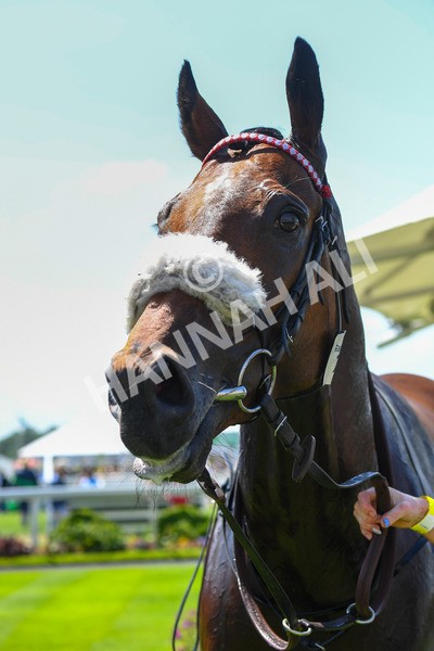 160623-Race 1-Menelaus-0222 - Race 1 1.50pm Andy Thornton Hospitality Furniture Apprentice Handicap