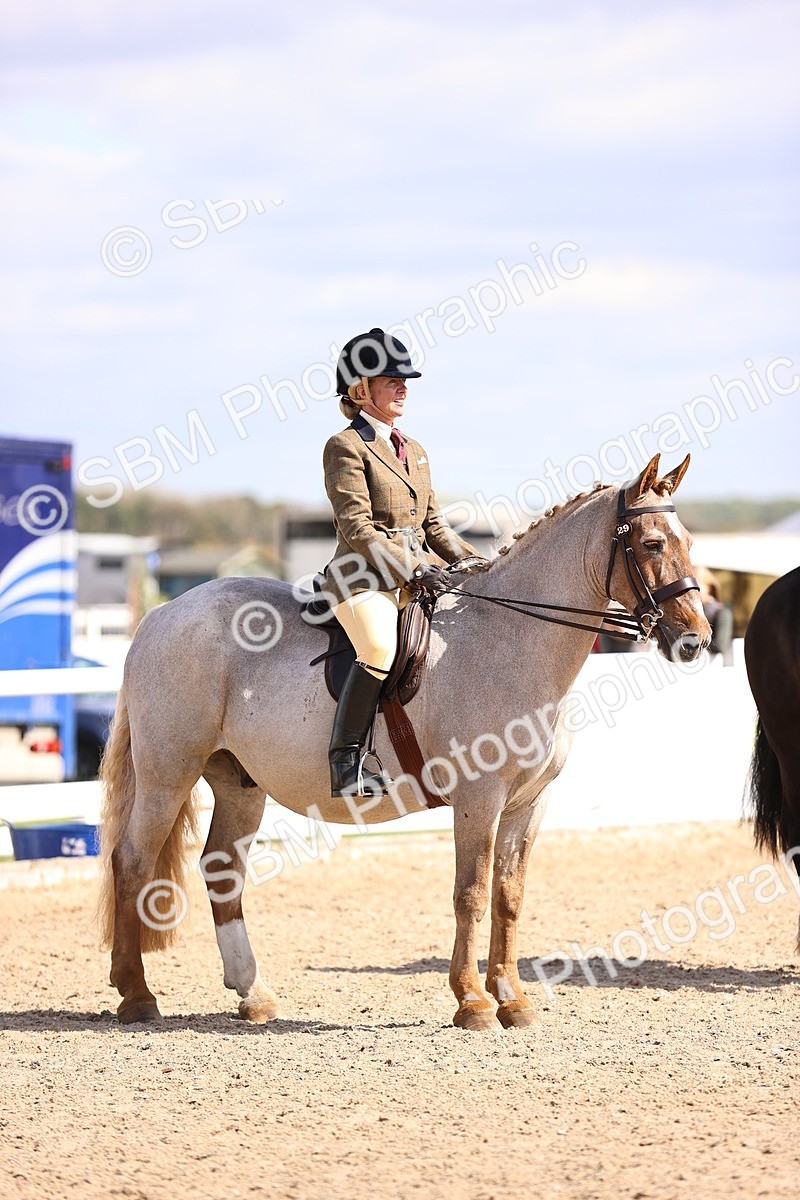 SBM_14392 - Class 412 - Handsomest Gelding (IH or Ridden)Adult