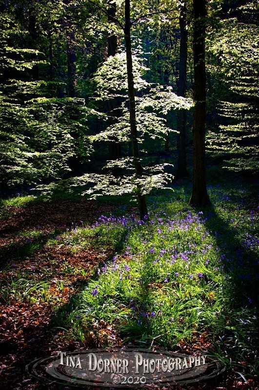 White Sapling by Tina Dorner Photography, Forest of Dean and Wye Valley, Gloucestershire