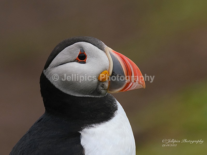  - Wildlife and Nature