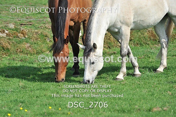 DSC_2706 - ARCHIVE REQUEST - Quincy and Guinness