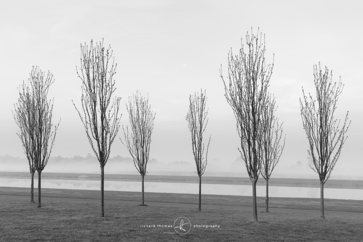 Eight Broomsticks - Mono Mist Trees