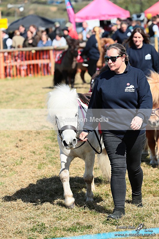 Shet 060426 58 - Shetland Pony Racing Paxford Races Easter Mon 06/04/26
