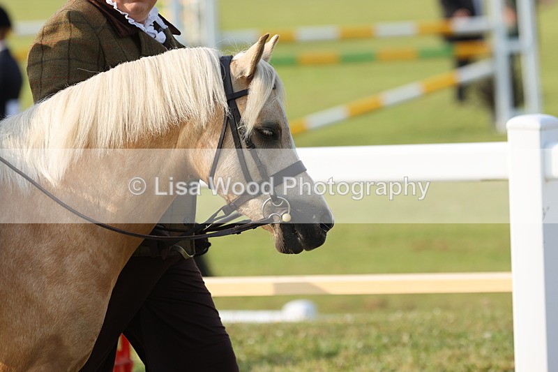 JPP_0136 - Class 14: Cornish Combination Leading Rein