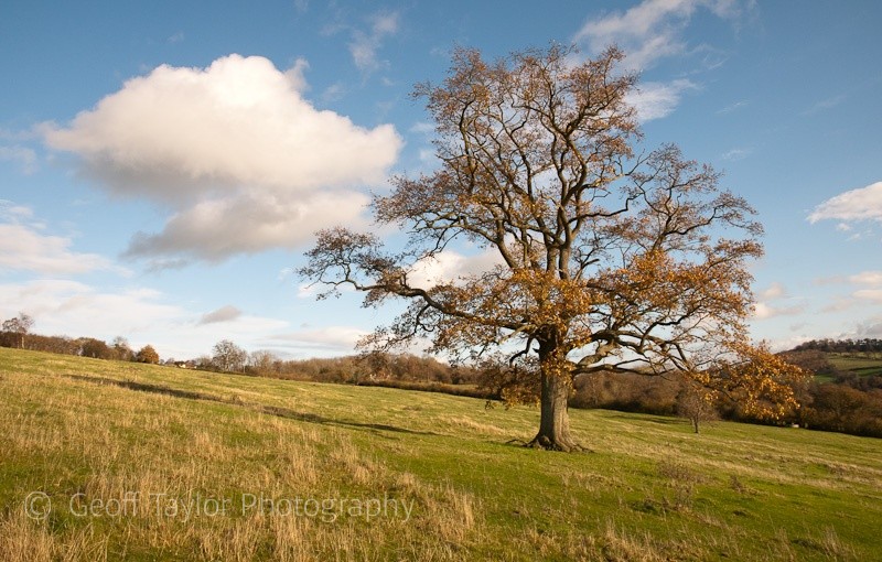 Hope Dale tree - Wenlock Edge