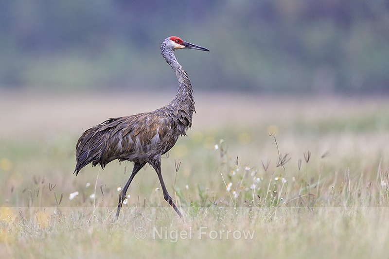 Bedraggled Sandhill Crane (adult) walking, Harns Marsh, Florida - Sandhill Crane
