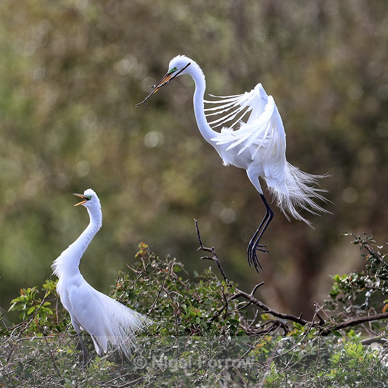 Great Egret arrival at nest with twig, Venice Rookery, Florida - Great Egret