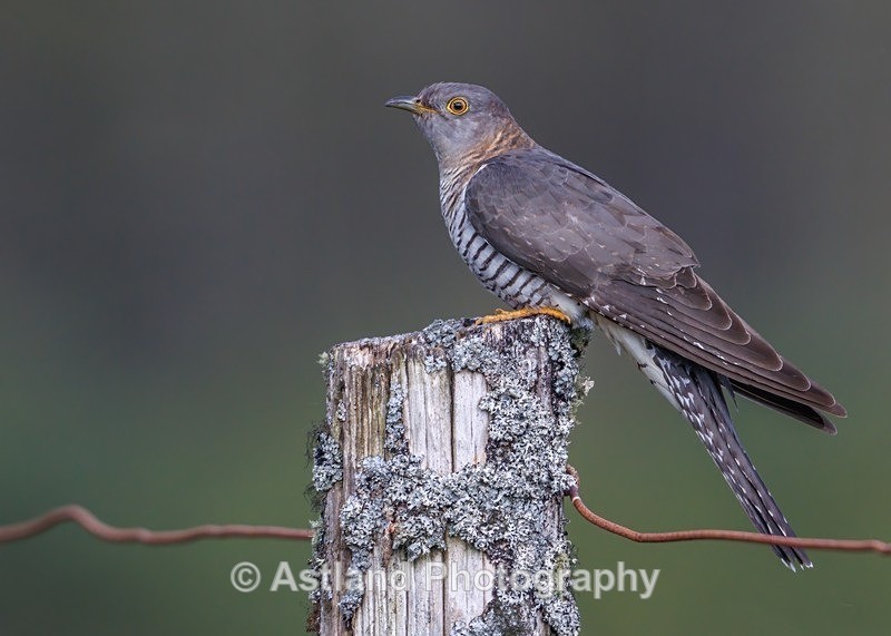 Cuckoo - Latest Images
