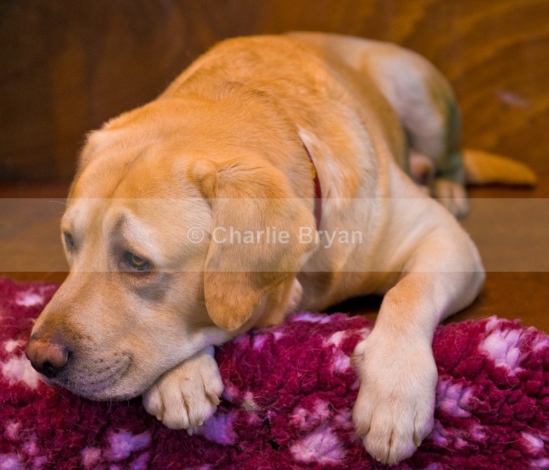  - Crufts 2015