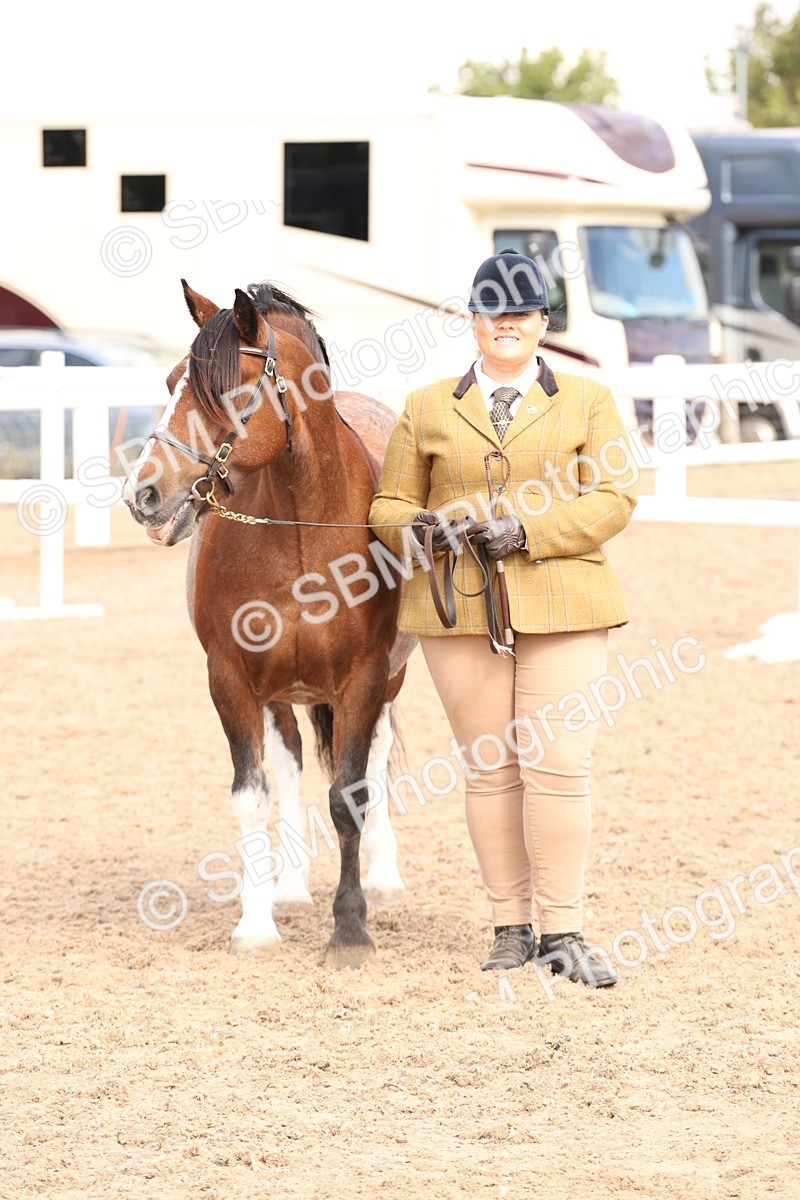 SBM_13987 - Class 205 - IH Show Pony - Show Hunter Pony