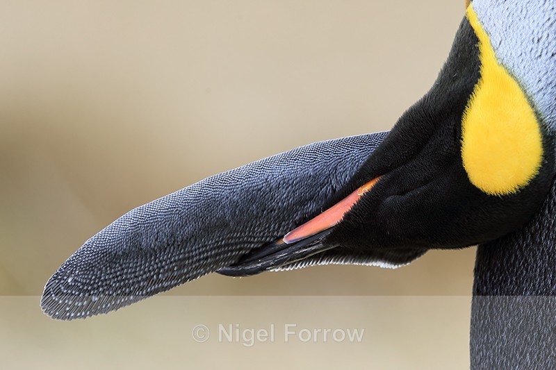 King Penguin preening flipper, Volunteer Point, Falklands - King Penguin